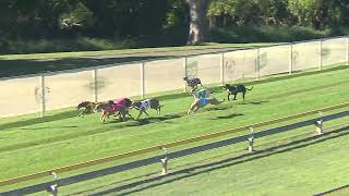 CapalabaThursday23052024Race8 [upl. by Aihsas433]