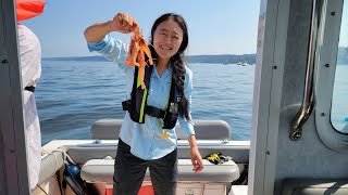 Spot Prawns Shrimping Tips in Puget Sound，Seattle，WA [upl. by Areema]