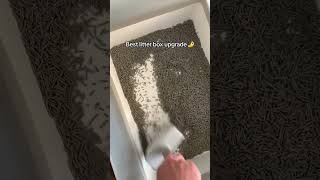 The BEST Litter Box UPGRADE [upl. by Nhor978]