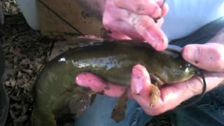 Flathead Catfishing with Bullhead [upl. by Pinkham889]