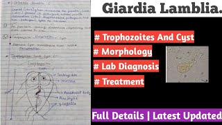 Giardia lamblia  giardia lamblia life cycle [upl. by Giess]