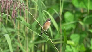 東亞石䳭 Amur Stonechat [upl. by Glennie]