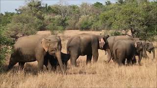 Elephant Safari in Wasgamuwa National Park Sri Lanka [upl. by Eicyaj]