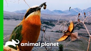 BeeEaters Get Fed Bees For The First Time  The Zoo [upl. by Neeroc]