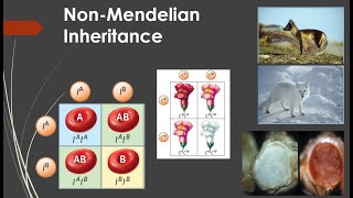 NonMendelian Inheritance [upl. by Audris688]