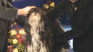 Rare Corded Havanese Dog Competes at National Dog Show [upl. by Chancey348]