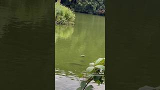 Two terrapins vs big carp for the bait [upl. by Sheng378]