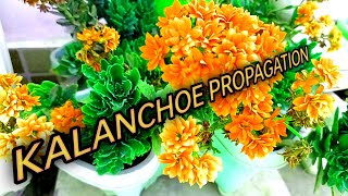 Kalanchoe propagation  Kalanchoe flower  Kalanchoe plant care [upl. by Vogel]