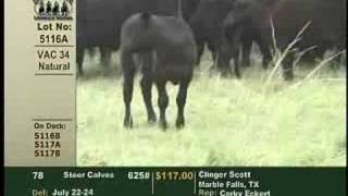 Superior Livestock Value Added Calves [upl. by Peter]