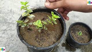 HOW TO GROW CRASSULA SARMENTOSA VARIEGATA PLANT  CARE  PROPAGATION  SUCCULENT PLANT [upl. by Engeddi]