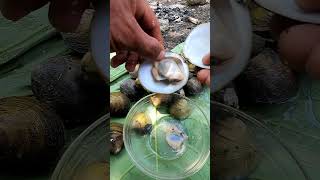 Tapalang kinilaw seafood freshseafoods food mukbang [upl. by Arodasi588]