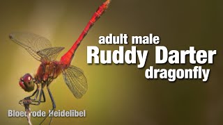 Beautiful up close cinematic shots of dragonfly Ruddy Darter Bloedrode Heidelibel [upl. by Gearalt]