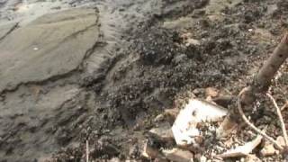 Lake Delhi Dam Breach AfterMath [upl. by Haiasi]