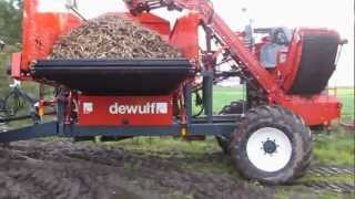 Dewulf GBC carrot harvester harvesting parsnips [upl. by Richela]