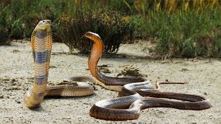 RARE FOOTAGE Extremely Venomous Malayan Krait attacks Sunbeam Snake [upl. by Davon]