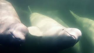 Snorkeling with Belugas in Canada [upl. by Ardnoel]