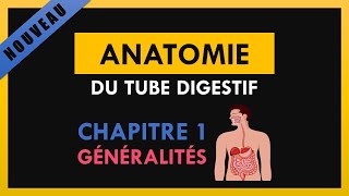 Anatomie Du Tube Digestif  Chapitre 1  Généralités [upl. by Atsuj]