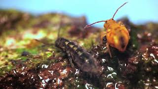 Elongated springtail meets globular relative [upl. by Bowden]