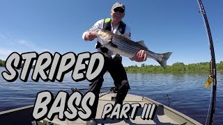 Striped Bass Fishing Miramichi River NB Canada2019 [upl. by Gitel590]