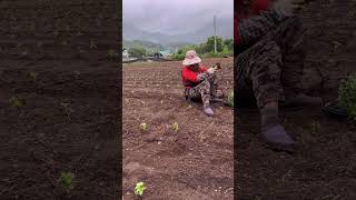 Perilla leaves farm in Korea 🇰🇷 ចំការនៅកូរ៉េ farmer farmlife korea korealife reels shorts [upl. by Eno]