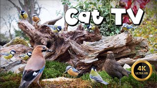 Cat TV for Cats to Watch 🐈  BIRDIES amp JAY 🐦‍⬛ 4K [upl. by Windzer]