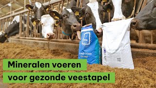 Mineralen voeren voor een gezonde veestapel  BoerENverstand [upl. by Judd]