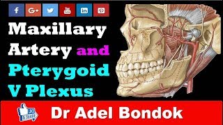 Maxillary Artery and Pterygoid Venous Plexus Dr Adel Bondok [upl. by Nerine882]