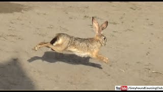 wild hare  rabbits  jungli khargosh  liebre  खरगोश  coneja  bunny [upl. by Nywroc]