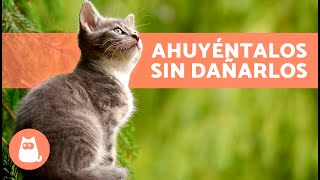 MÚSICA PARA GATOS para relajarse y dormir [upl. by Herb]