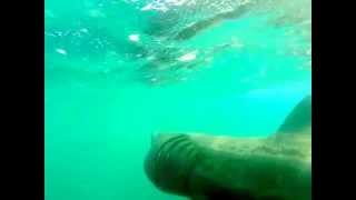 ウバザメ Basking shark at St Kilda of Scotland [upl. by Ruelu]