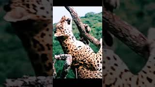 The worlds fastest animal VS the worlds slowest animal  amazing animals waar shorts eating [upl. by Otinauj463]