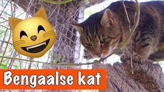 Bengaalse kat🐱  DierenpraatTV [upl. by Rosmarin]