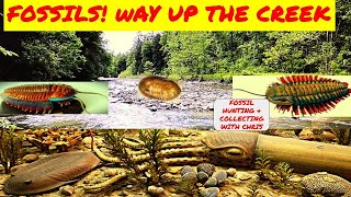 Fossils Way Up the Creek Fossil Hunting and Collecting with Chris Trilobites Cephalopods [upl. by Airliah964]