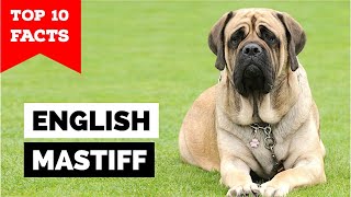 English Mastiff  Top 10 Facts [upl. by Ynor]