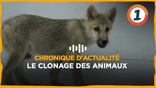 Le clonage des animaux [upl. by Berkow]