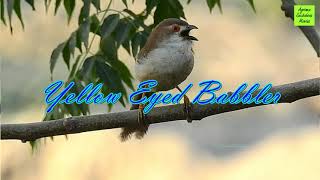 2024 YELLOW EYED BABBLER BY DR SURESH SACHDEVA [upl. by Akem]