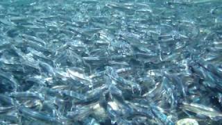 Capelin spawning [upl. by Gardner]