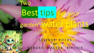 BEST TIPS for garden water plants waterlilycare mosquitocontrol larvae in your garden [upl. by Victorine]