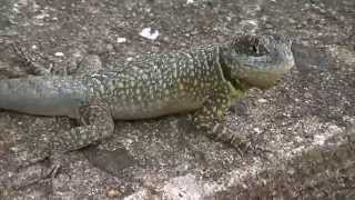 LAGARTO Calango tropidurus  Torquatus1820 [upl. by Quinby]