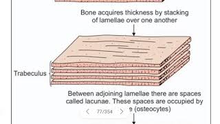 lamellarmature bone amp wovenimmature bone [upl. by Kcirad510]