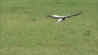 Secretarybird Sagittarius serpentarius [upl. by Lluj444]