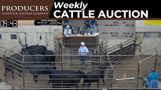 662024  Producers Livestock Auction Company  Cattle Auction [upl. by Weixel528]