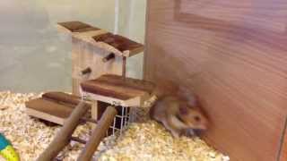 Hamsters First Day  Running Wild [upl. by Sophi]