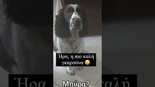 Κυνηγετικό Springer Spaniel σε επαναφορά μπυρας από το ψυγείο 🤣🤣🤣🤣🤣🤣🤣🤣🤣 [upl. by Neau801]