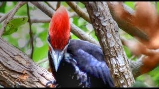 Pileated Woodpeckers Amazing Calls [upl. by Silrac213]