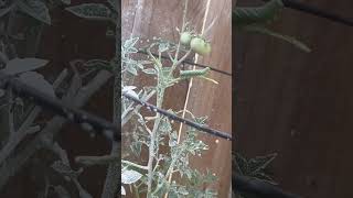 Tomato Hornworm gardengingtips garden tomato worms vegetables tips gardening shorts viral [upl. by Jo-Ann]