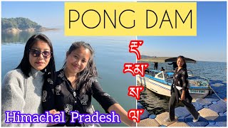 PONG DAM Dharamsala 🔥 Rancer ISLAND 🏝  Himachal Pradesh  Tibetan Vlogger [upl. by Ahsieit940]