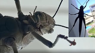 Worlds largest grasshopper90° climb on glassValanga irregularis5cm male [upl. by Koerner276]