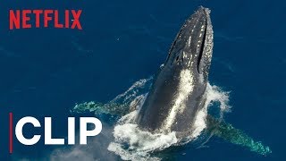 Our Planet  Humpback Whales  Clip  Netflix [upl. by Mosora817]