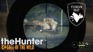 CAZANDO RENO theHunter Call of the Wild [upl. by Akehsal]